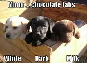 dog-humor-funny-chocolate-labs